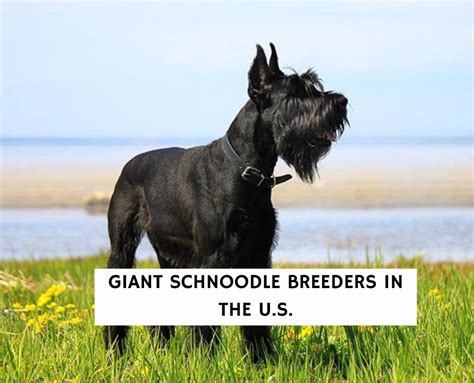 6 Best Giant Schnoodle Breeders in the U.S.!