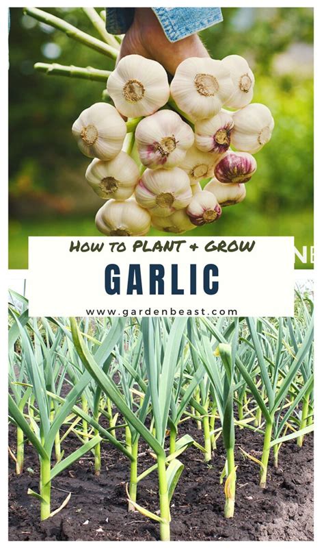 Garlic Planting Guide Tips For A Successful Harvest