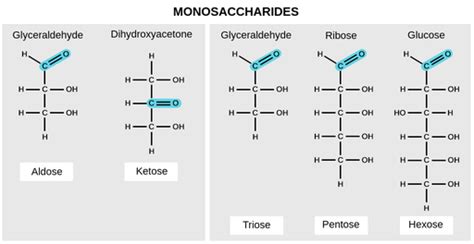 Monosaccharides - Labster