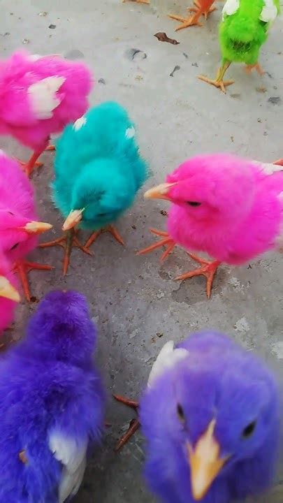 Cute Chickens🐣🐤 Colorful Chickens🐥😍 Rainbow Chicken Rabbits Cute Ducks