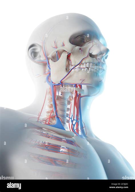 Sistema vascular del cuello ilustración por ordenador Fotografía de