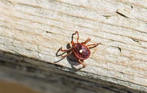 Research Shows New Reasons To Watch For Ticks In Georgia Now Habersham