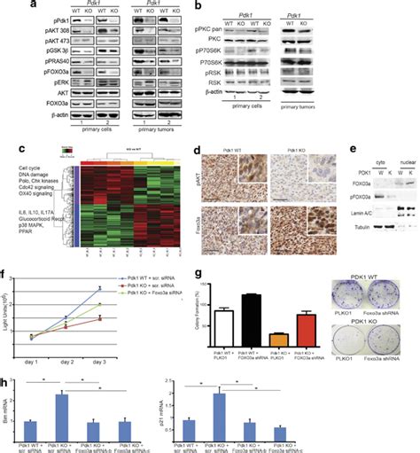 Pdk1 Inactivation Attenuates Akt And Pkc Signaling A B Western Blot Download Scientific