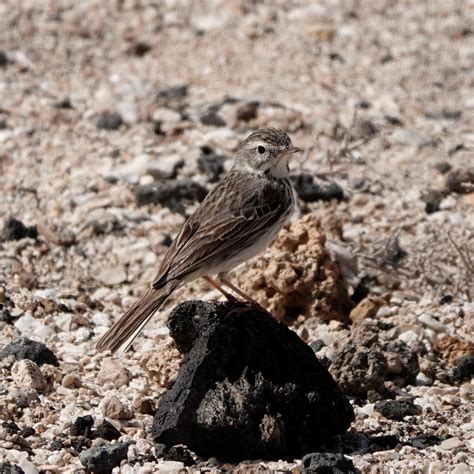 Professional Profile and Biography of Roger Berthelot 42