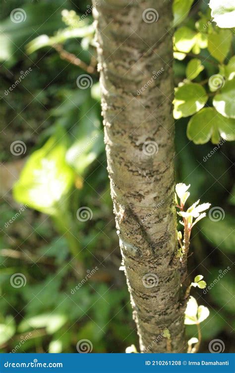 Stems And Baby Leaves Of Polyscias Balfouriana Variegata Stock Photo