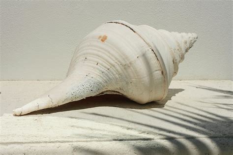 Giant Sea Shell Photograph By Chel Beeson