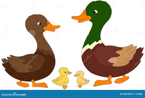 Set Of Duck, Duckling And Drake. Vector Illustration Stock Vector ...