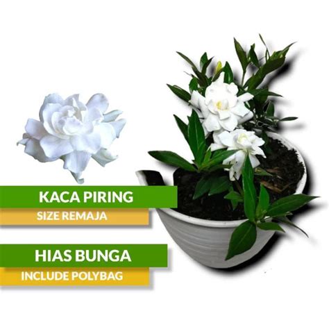 Jual Tanaman Bunga Kaca Piring Tanaman Hias Shopee Indonesia