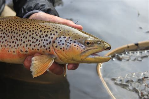 Arizona Fly Fishing Scouting For Brown Trout Arizona