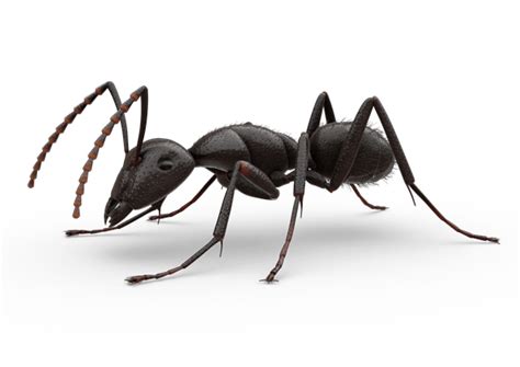 Ant Png Transparent Image Download Size 600x425px