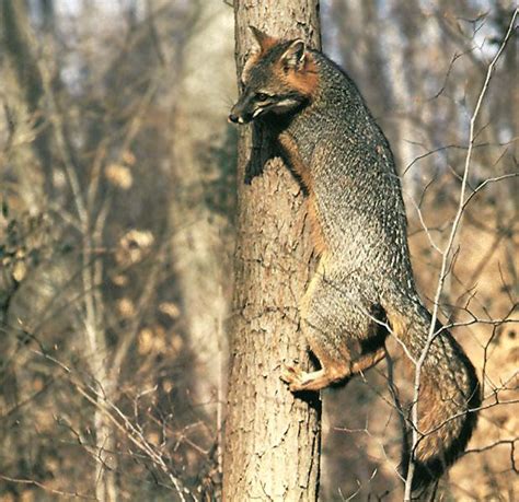 Back Into Nature Natures Neighbors Grey Fox