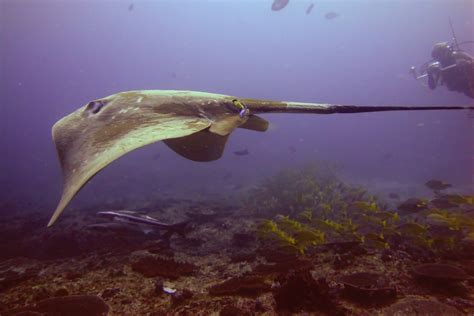 Smalleye Stingray – The rarest, largest stingray in the world