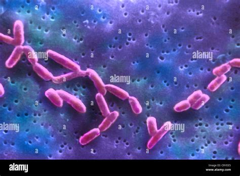 ENTEROBACTER CLOACAE Stock Photo: 49161901 - Alamy