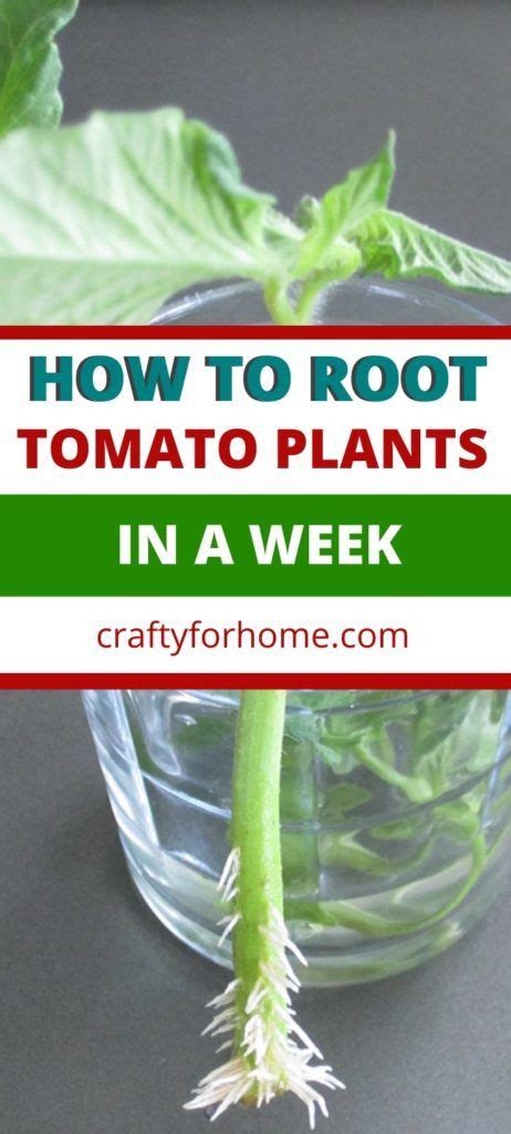 How To Root Tomato Plants From Cuttings Tomato Garden Tomato Plants