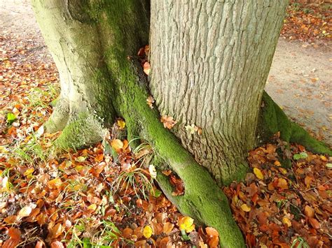 Wintereik Bijvoet Tegemoet