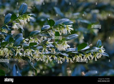 Christmas Box Sarcococca Confusa White Blooms Contrasting With Dark