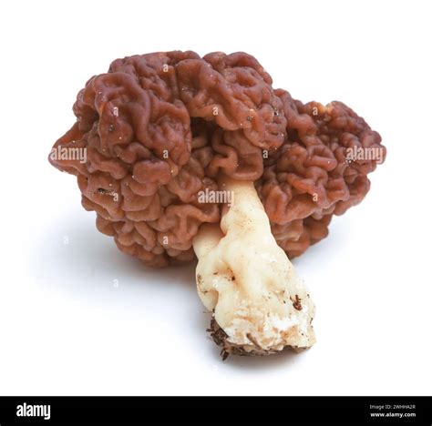 Gyromitra esculenta is conditionally edible mushroom on white Stock Photo - Alamy