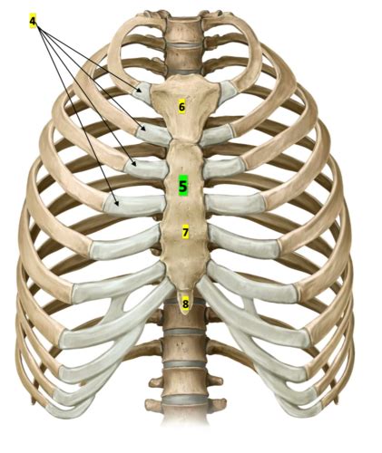 Sternum And Ribs Flashcards Quizlet