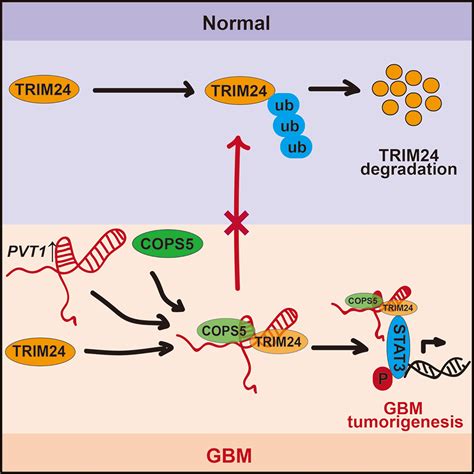 Lncrna Pvt1 Promotes Tumorigenesis Of Glioblastoma By Recruiting Cops5