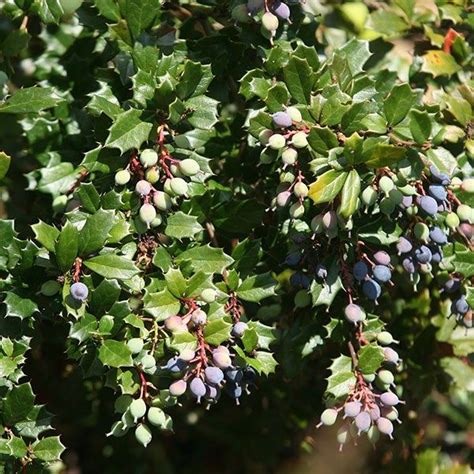 Berberis Darwinii Darwins Barberry Evergreen Shrubs Plants Shrubs