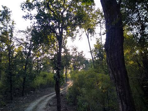 All About Kanha Kisli National Park | Tiger Reserve |A Two Day & one ...