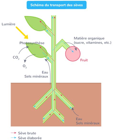 Les Besoins Nutritifs Des Tres Vivants E Cours Svt Kartable