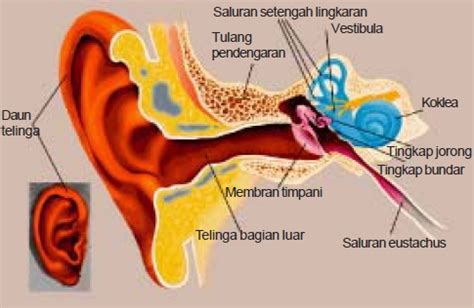 Fungsi Saluran Eustachius Newstempo