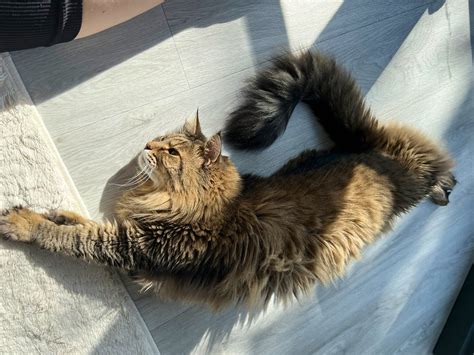 Gab Smolders On Twitter In 2022 Animals Pets Cats