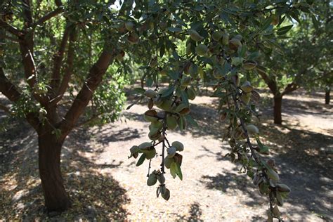 No Summer Hand Harvesting Almonds