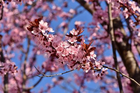 Simbolismo Dei Fiori Di Ciliegio Significato Spirituale Fiori Di Sakura