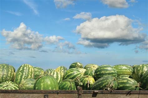 40th Annual Cave City Watermelon Festival Arkansas Check It Off Travel Custom Travel Planning