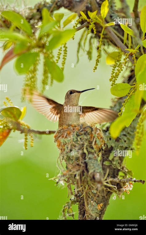 Black chinned hummingbird in nest hi-res stock photography and images ...