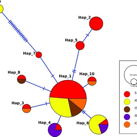 Median Joining Network Of 68 E Moshkovskii Haplotypes Obtained In And Download Scientific