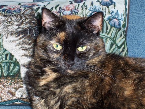 Tortitude The Unique Personality Of Tortoiseshell Cats Fact Or Fiction Purrs Of Wisdom