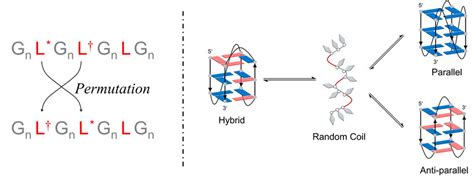 Both Folding Conformation And Stability Of G Quadruplex Are Highly