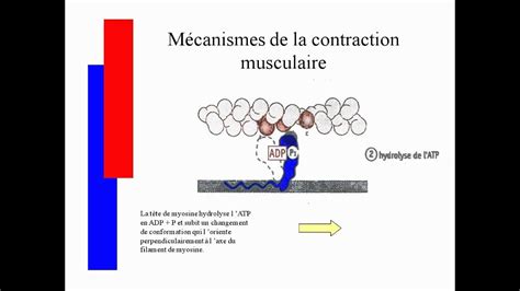 Mécanismes De La Contraction Musculairesavi Youtube