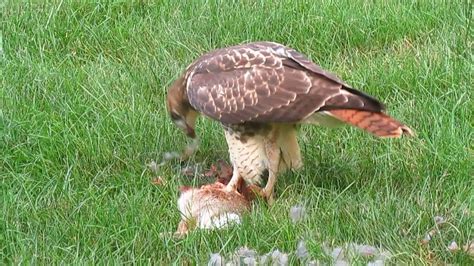 Red Tailed Hawk Eats A Rabbit In Our Backyard Youtube