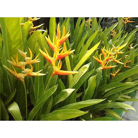 Jual Heliconia Pisang Pisangan Bunga Pisang Hias Minim Order Pohon