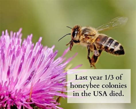 This Decline Is Completely Unsustainable Honeybees Are Responsible For