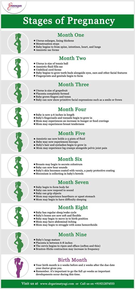 A Green And White Poster With The Words Stages Of Pregnancy