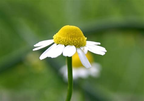 Matricaire Camomille Informations Fleurs Sauvage Du Qu Bec