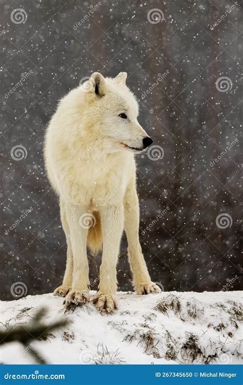 Arctic Wolf Canis Lupus Arctos Portrait In Snowfall Stock Photo Image