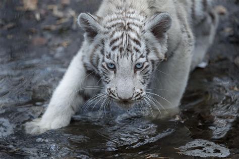 White Bengal Tiger Cubs in Novosibirsk Zoo