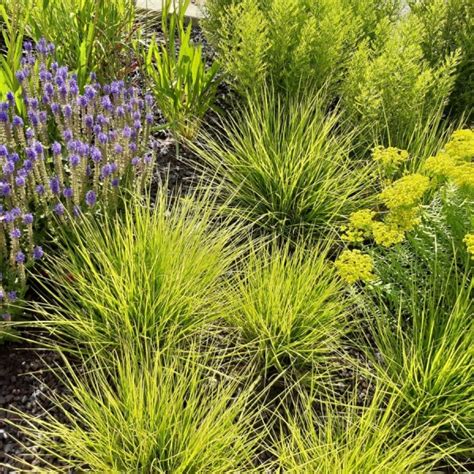 G Rtnerei Staudenspatz Herbst Kopfgras Sesleria Autumnalis