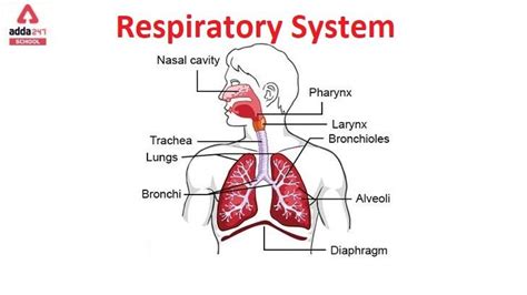 Respiratory System Functions And Structure