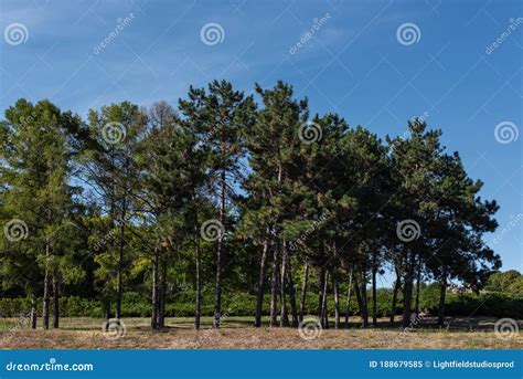 Evergreen Trees On Grass With Blue Sky Stock Image Image Of Park