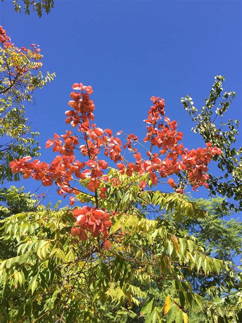 Chinese Lantern Tree Santa Barbara Beautiful