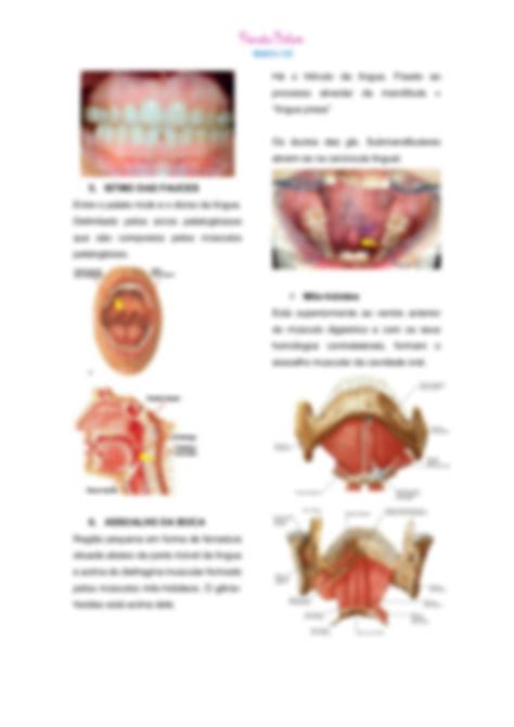 Solution Resumo De Anatomia Boca E L Ngua Studypool