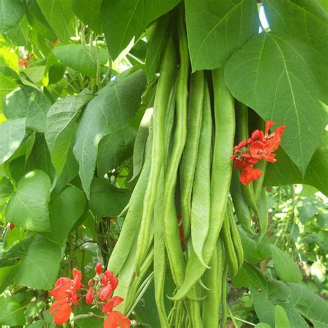 Runner Bean Firestorm Vegetable Plug Plants Kings Seeds