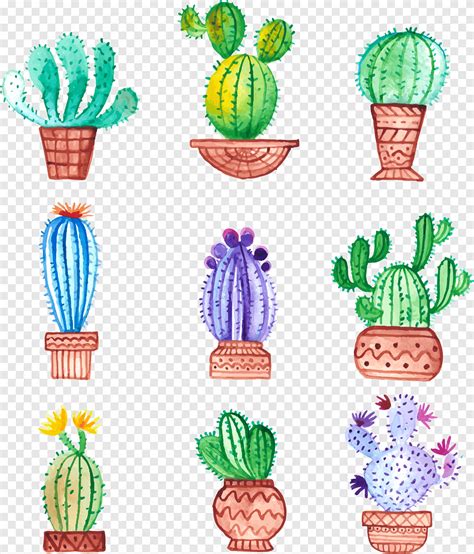 Nine Cactus Plant Illustration Cactaceae Watercolor Painting Drawing